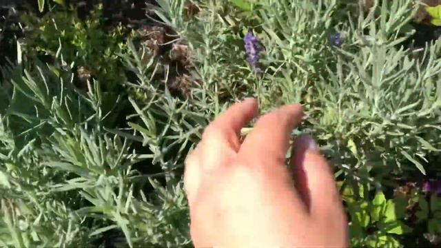 Летний сад /Розы смотреть онлайн