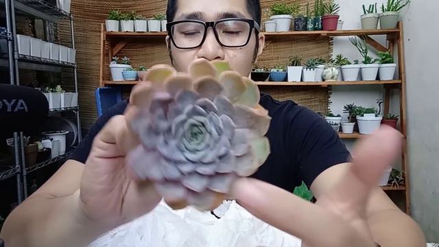 Magkano Ba Ang XL Sizes Na Succulents? Unboxing My Biggest Echeveria смотреть онлайн