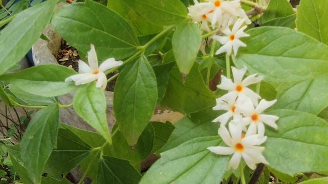 A Tree with Miraculous Healing Power - Nyctanthes Arbor Tristis/ Harshingaar/Parijaat смотреть онлайн