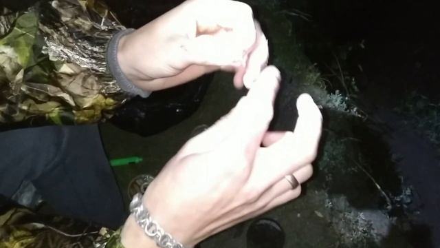 Ловля ЛЕЩА НОЧЬЮ. ОТЛИЧНЫЙ УЛОВ!ЭЛЕКТРОННЫЙ СИГНАЛИЗАТОР СОШЁЛ С УМА ))) смотреть онлайн