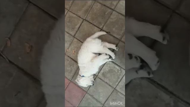 Щенок золотистого ретривера, мальчик Синяя ленточка, 1,5 месяца смотреть онлайн