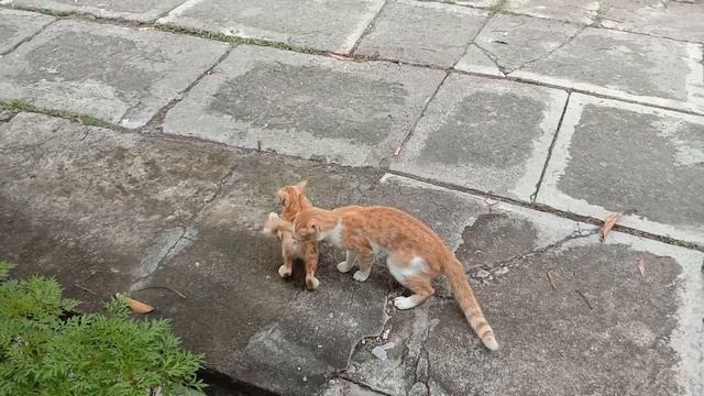 Kucing Kawin, Mating Cat #cats Matingcats #catslover #pecintakucing #kucing