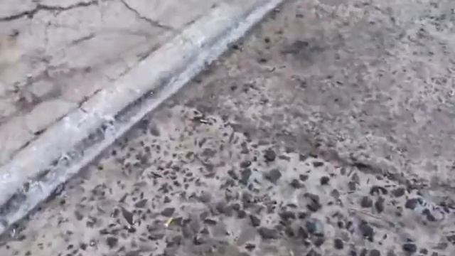 Прикол,как туя цветёт смотреть онлайн