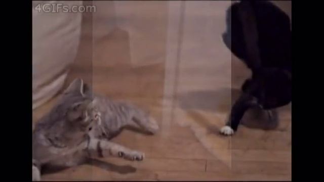 Как дерутся Коты. Убойное видео прикол. /How cats fight смотреть онлайн