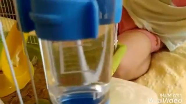 КАК ОБУСТРОИТЬ КЛЕТКУ ХОМЯКА? смотреть онлайн