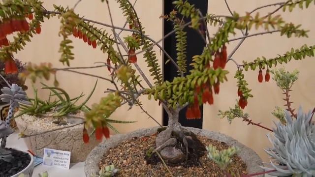 Succulents Identification: Agapetes serpens смотреть онлайн