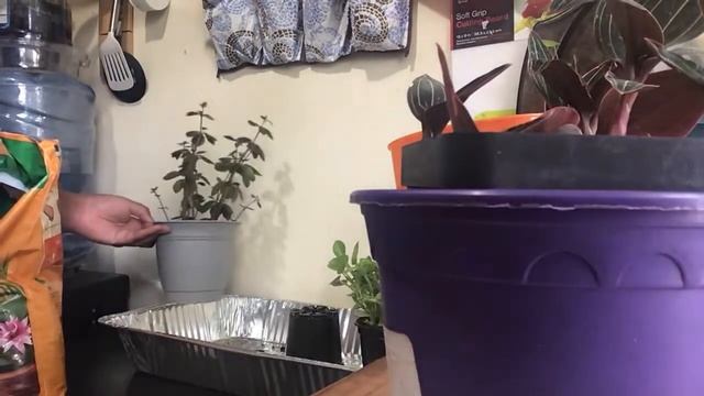 Repot With Me | New Plants! // Peperomia Verticillata, Peperomia 