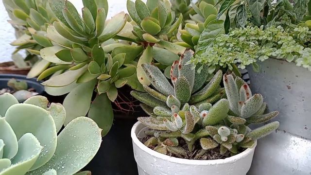 Paseo por mi jardín bajo la lluvia 🌧️ смотреть онлайн