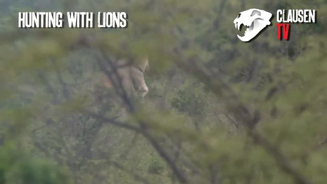 Hunting with lions by Kristoffer Clausen. English subtitles in full movie. смотреть онлайн