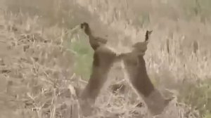 Зайцы дерутся, озвучка умора