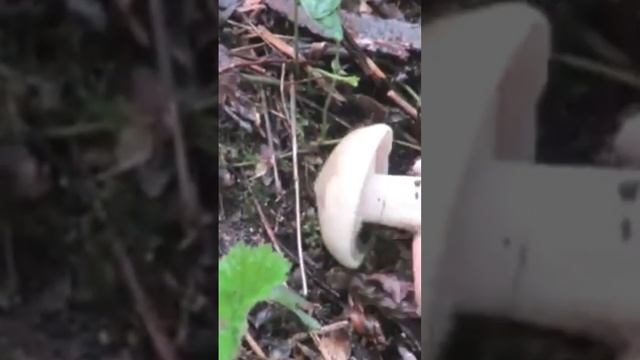 Prugnoli da mostra "Calocybe gambosa" смотреть онлайн
