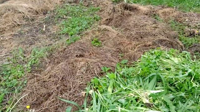 Наш огород. Борьба с сорняками с помощью зеленой травы. смотреть онлайн