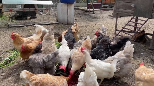 Защита спины курицы несушки смотреть онлайн