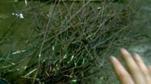 Метла березовая.Полезные советы.