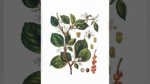 Лимонник китайский и его применение.Польза лимонника.