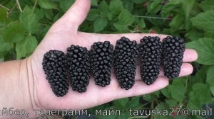 КОЛАМБИЯ ГИАНТ сорт ежевики с гигантской ягодой