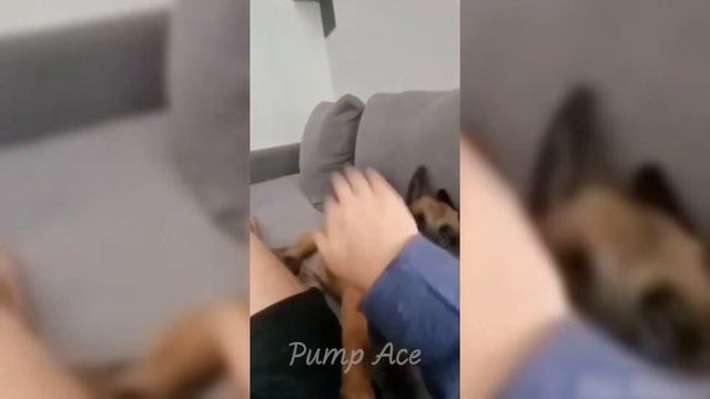 Самые смешные животные / Приколы с котами и собаками 2024 смотреть онлайн