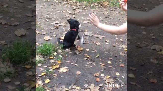 Дрессировка чихуахуа смотреть онлайн