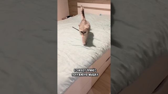 Вот почему кот приносит мышей хозяину #кошка #shorts смотреть онлайн