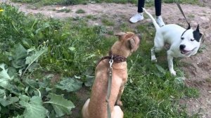 питбуль против стаффа