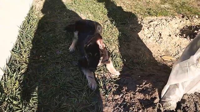 Наш новый шерстяной друг смотреть онлайн