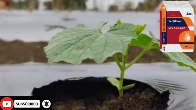 ICL NPK 5:45:5+8ZN FERTILISERS | Icl Fertilizer | Icl 5:45:5+8zn