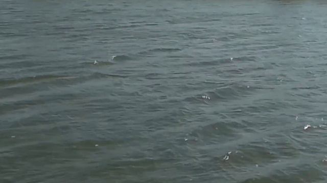 Ловля белуги на платнике смотреть онлайн