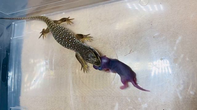 MY SAVANNAH MONITOR EATS A PINKY (BABY RAT) LIVE FEEDING смотреть онлайн