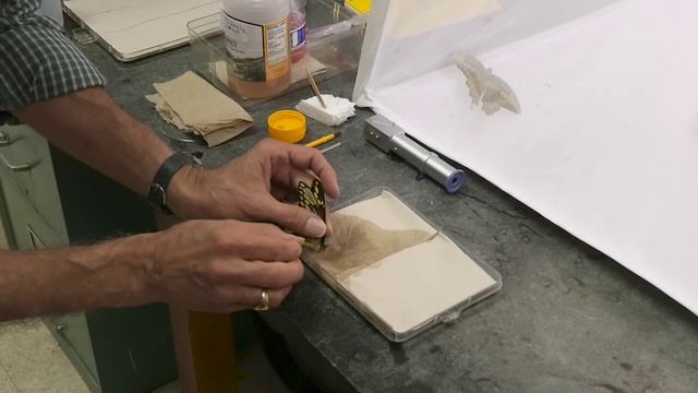 Tiny butterfly proboscis inspires big ideas - Science Nation смотреть онлайн