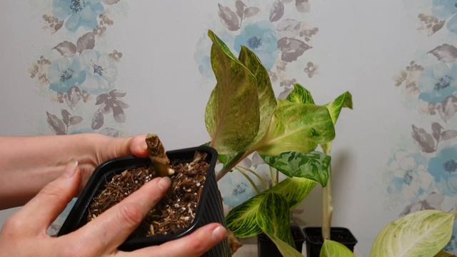Результат укореннения в минеральной вате. смотреть онлайн