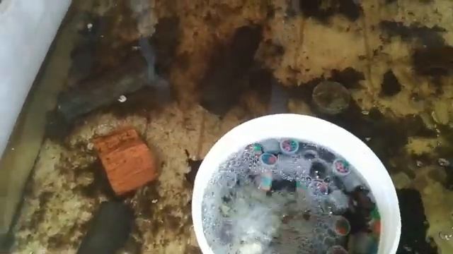 Скорость роста малька АККР в зависимости от площади посадки смотреть онлайн