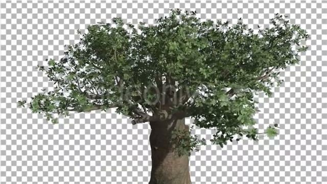 Crown of Madagascan Baobab Tree Swaying | Motion Graphics - Envato elements смотреть онлайн
