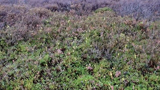 Мурманск. Последний поход в сопки за брусникой. Очень красивая природа! смотреть онлайн