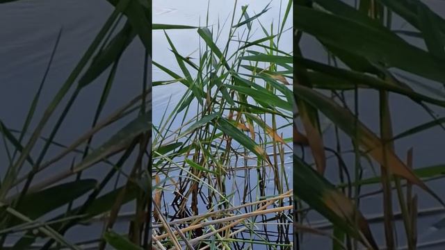 По ловили рыбу смотреть онлайн