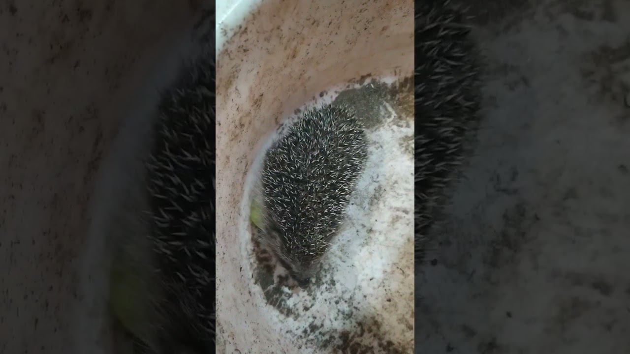 чуть палец не оттяпал! #shortvideo #subscribe #2024 #baby #funny #cutebaby #nature смотреть онлайн