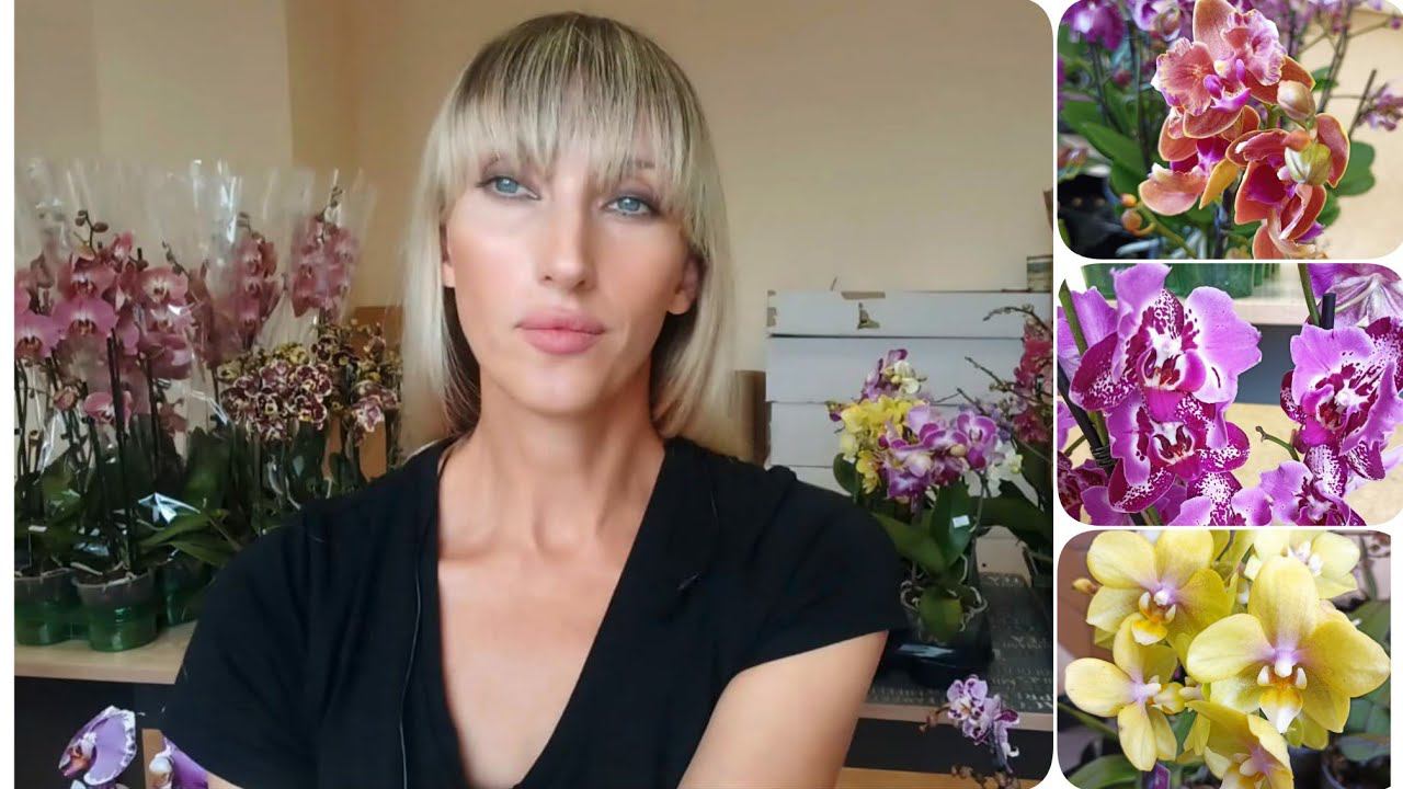 Орхидеи Бабочки, пелорики, фабрики, Сакрифайс, Интрига. Проорхидеи / Поступление к 1 сентября смотреть онлайн