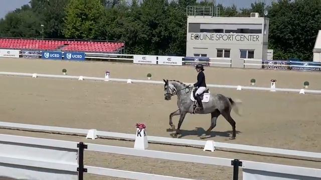 SOLD *FANTASTIC HUNTER/JUMPER DRESSAGE* 7yo gelding by Corlensky, Cornet Obolensky смотреть онлайн