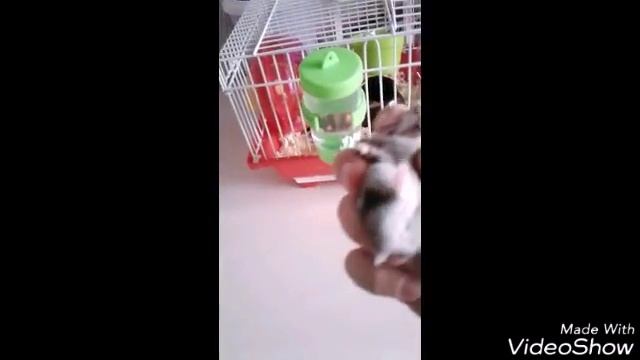 Как определить пол у джунгарика смотреть онлайн