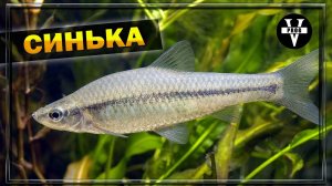 АМУРСКИЙ ЧЕБАЧОК. Или как называют эту рыбу: синька, синявка