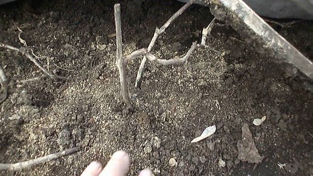 ВИНОГРАД СОРТ ЗИЛГА. КУЗБАСС.