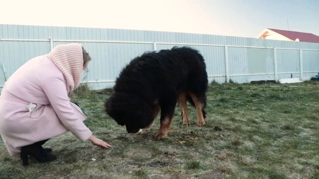 Тибетский мастиф | Все о породе