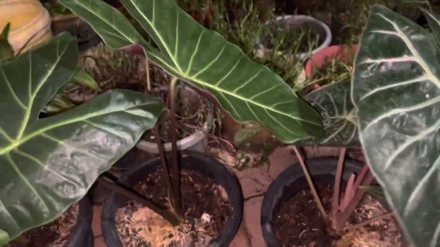 Alocasia Longiloba Alocasia Sarian Alocasia Silver Dragon Caladium Lindenii 海芋合集
