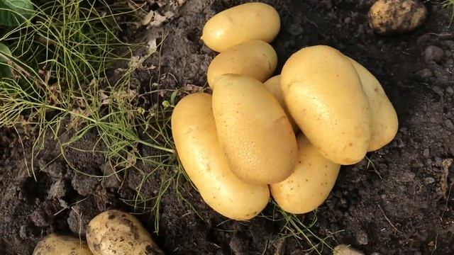 Королева Анна 2020. Картофель для искушённых. смотреть онлайн