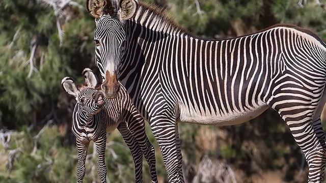 Зоопарк чудовищ Косемена. Такими вы их еще не видели смотреть онлайн