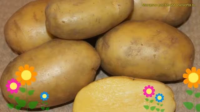 Картофель семенной. Краткий обзор, описание характеристик, где купить картофель Гулливер смотреть онлайн