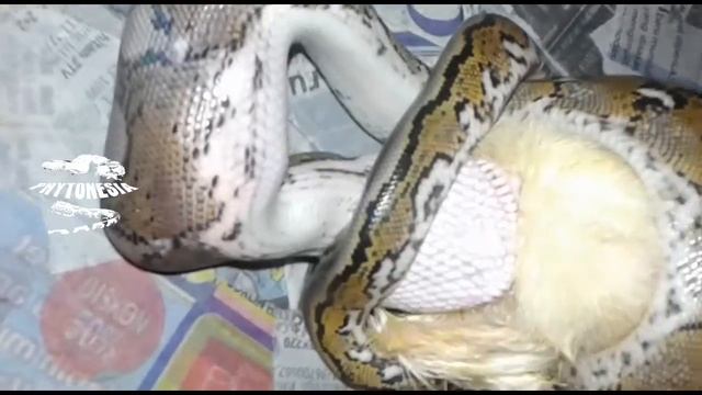 Feeding Reticulatus Python | Pythonesia смотреть онлайн
