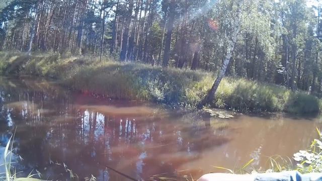 Лесная речка. Половил щуку на воблеры Pontoon 21 и Kosadaka. смотреть онлайн