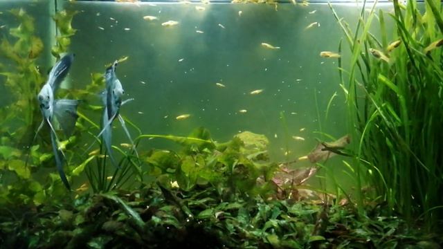 Охота скалярии на гуппи. смотреть онлайн