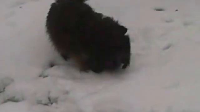 Собаки зиму любят, кошки не очень... смотреть онлайн