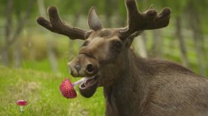 ✨Спокойной ночи, малыши✨ №111/2023 Лесная лечебница